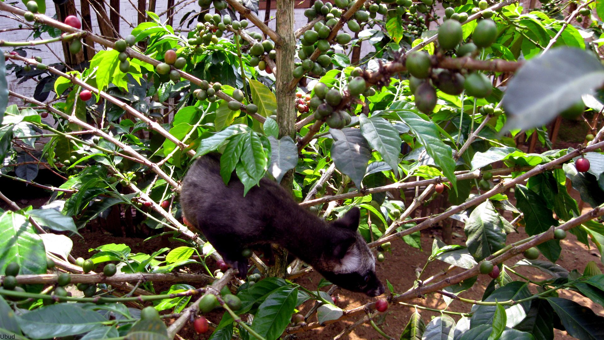 Phon kopi dan luwak